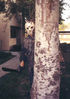 Filename=bdb_jasontree.jpg
Filesize=59KB
Dimensions=354x500
Date added=Aug 19, 2007 bdb_jasontree.jpg