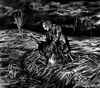 Filename=animagess.jpg
Filesize=114KB
Dimensions=600x530
Date added=Aug 19, 2007 animagess.jpg